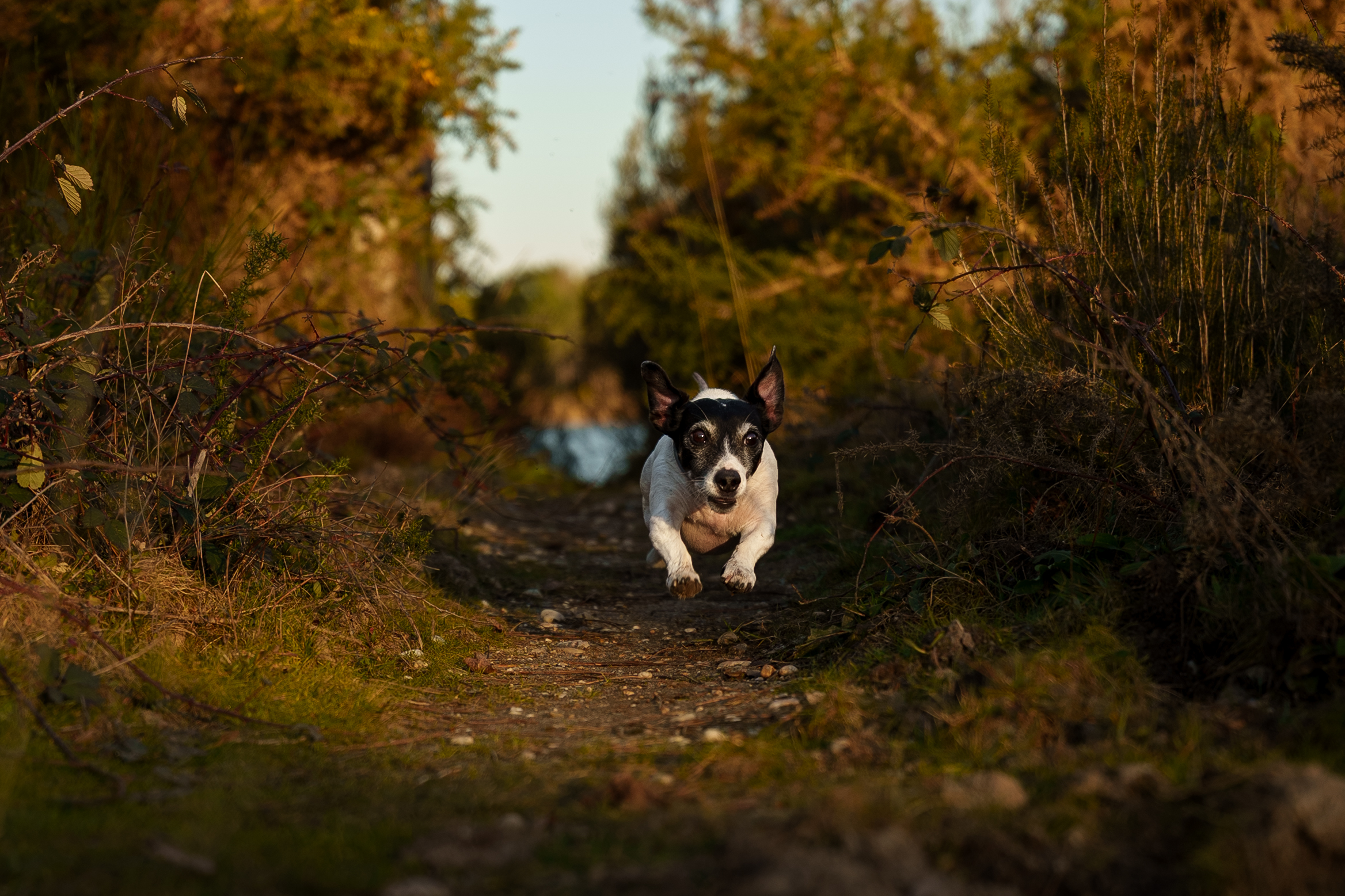 chien-en-action-course-bord-eau