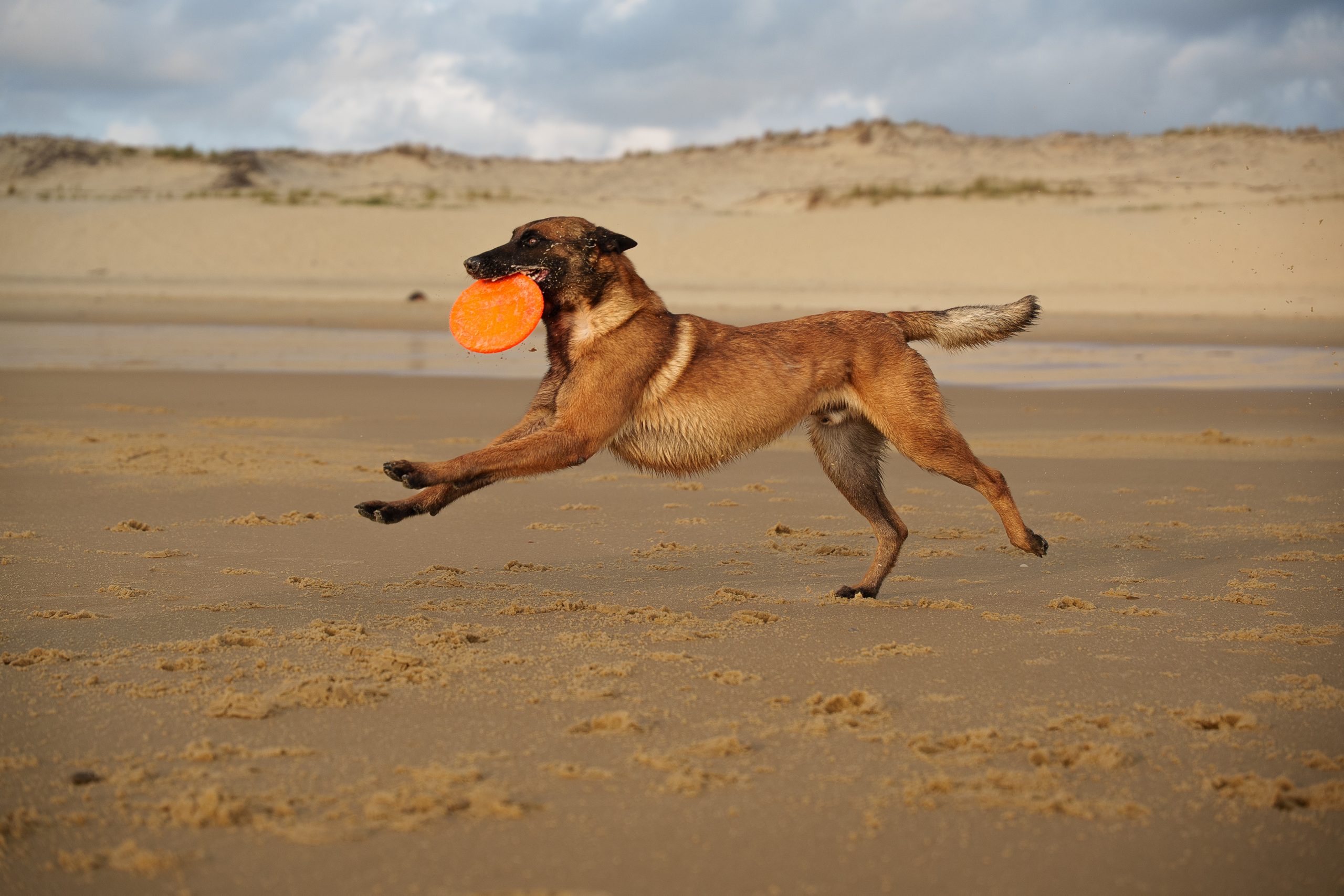 chiens-en-action-course-vagues-plage