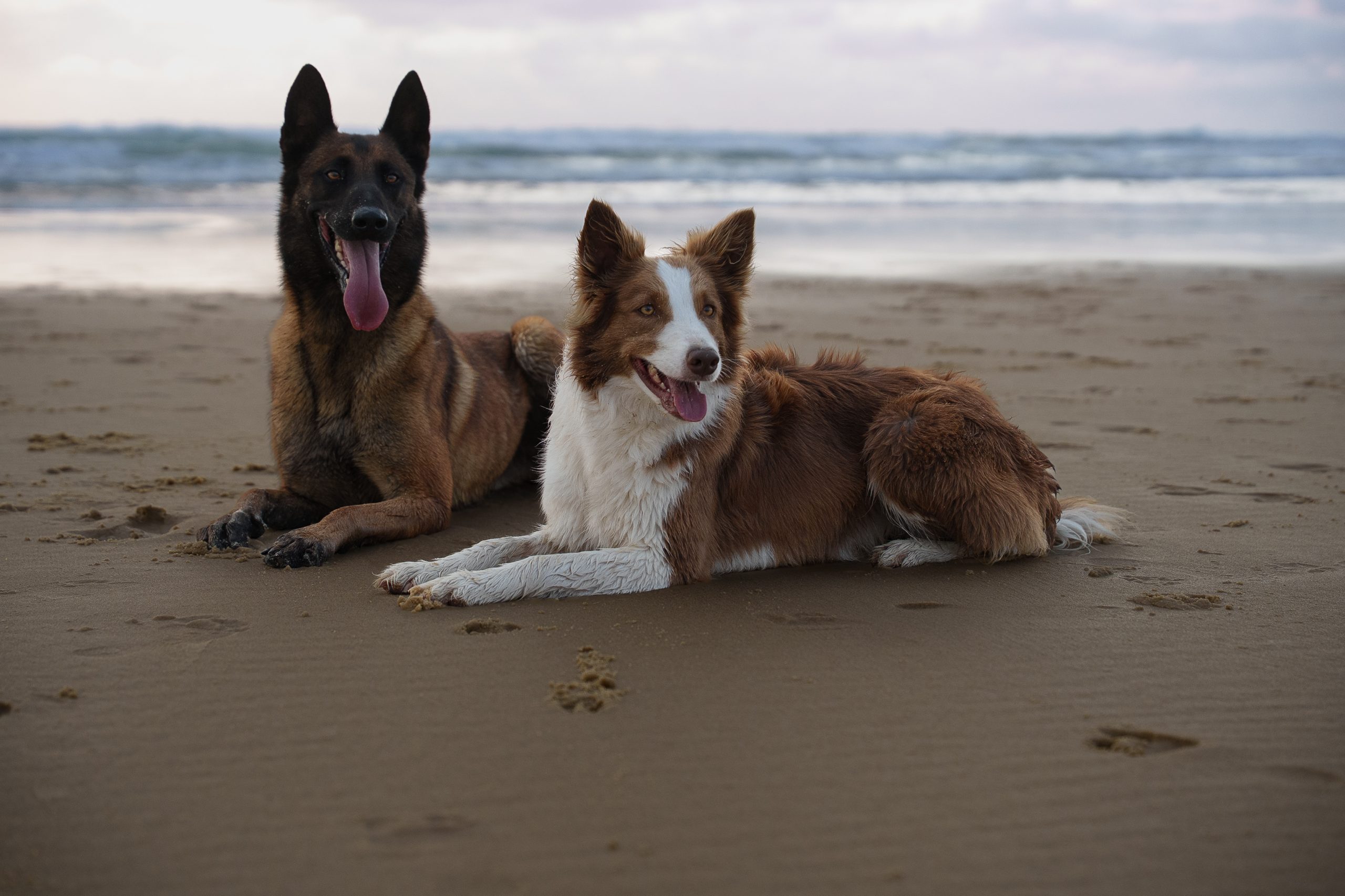 chiens-plage-ocean-atlantique
