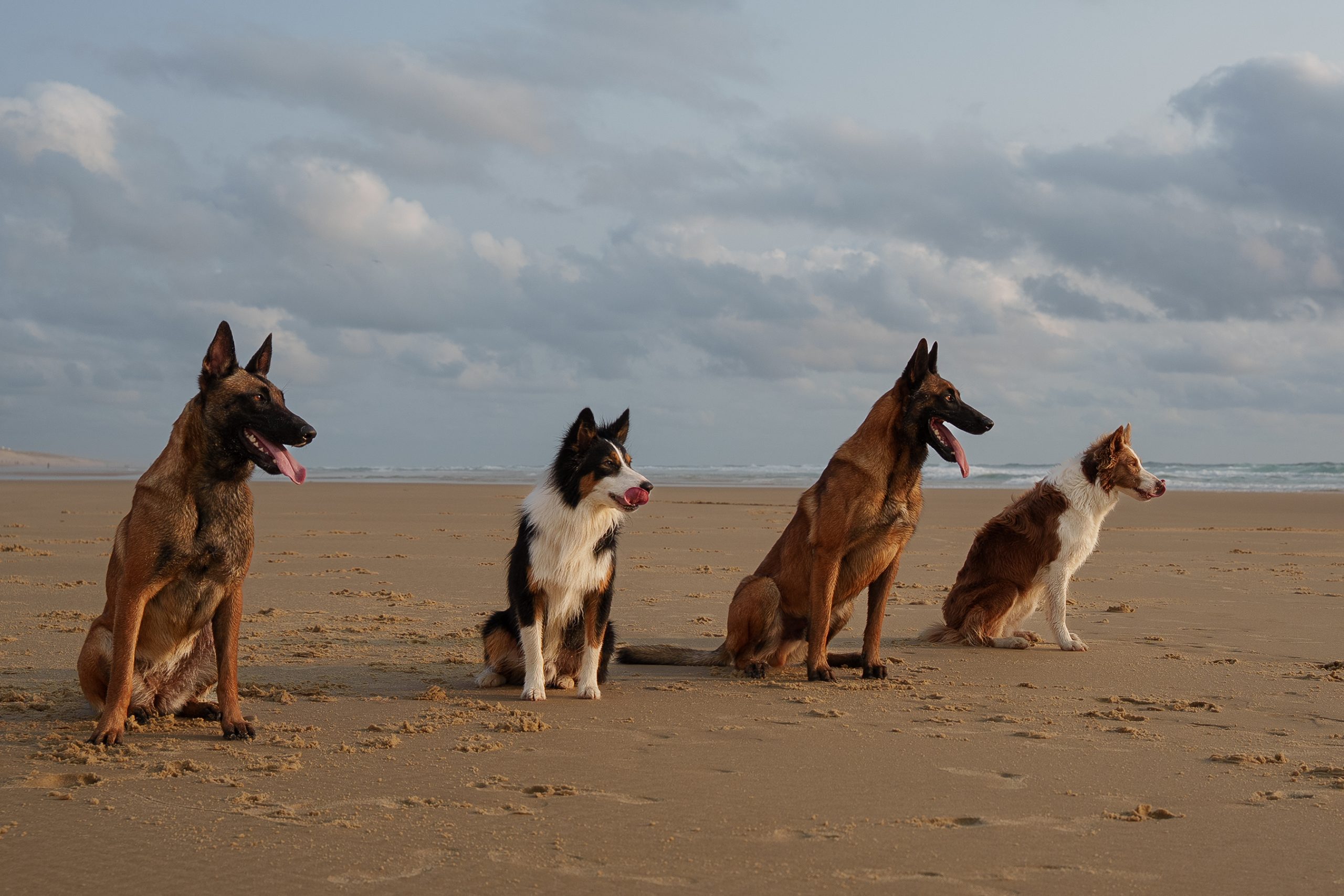 complicite-chiens-amis-bord-ocean