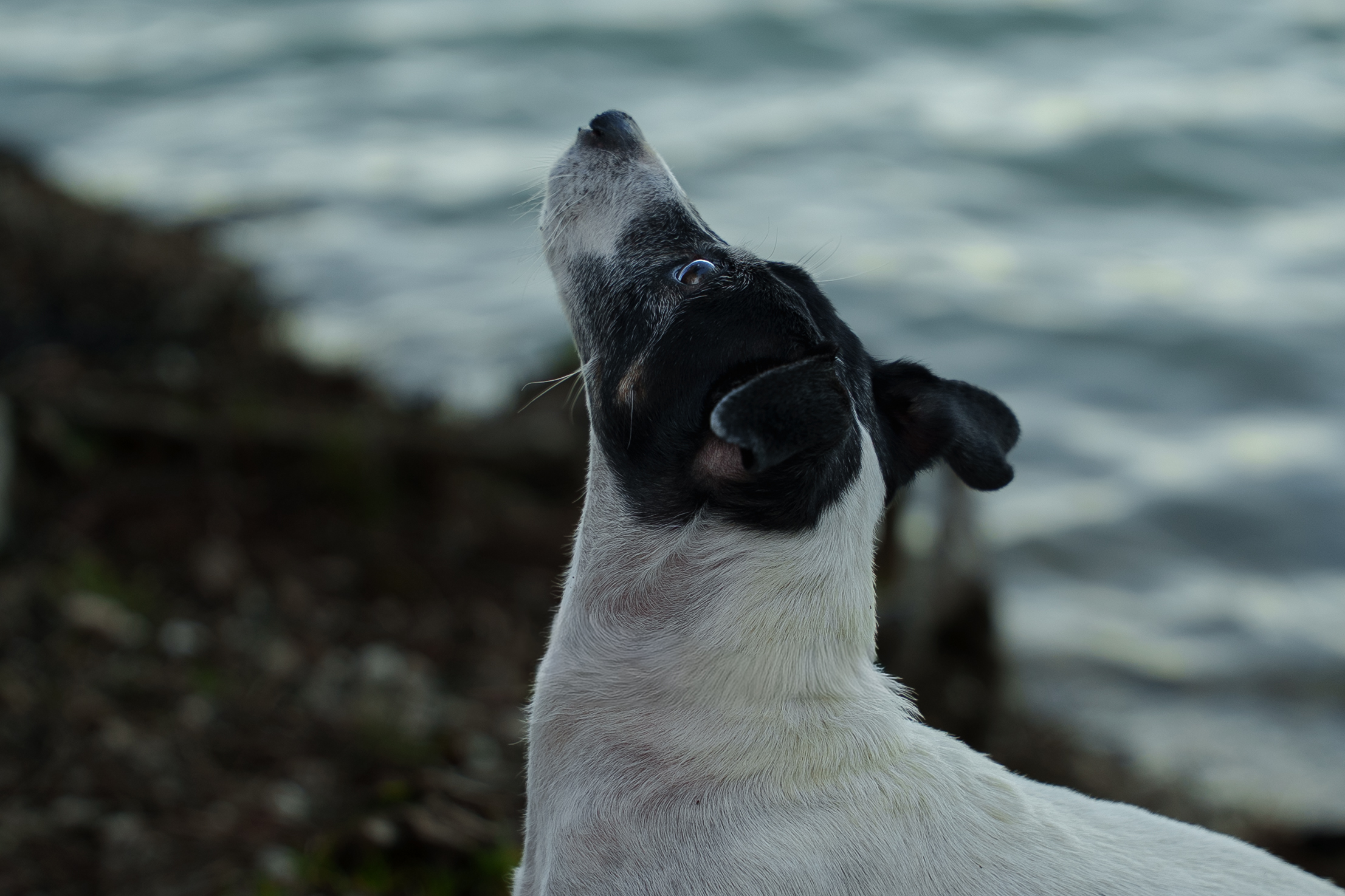 photographie-chien-bord-de-lac
