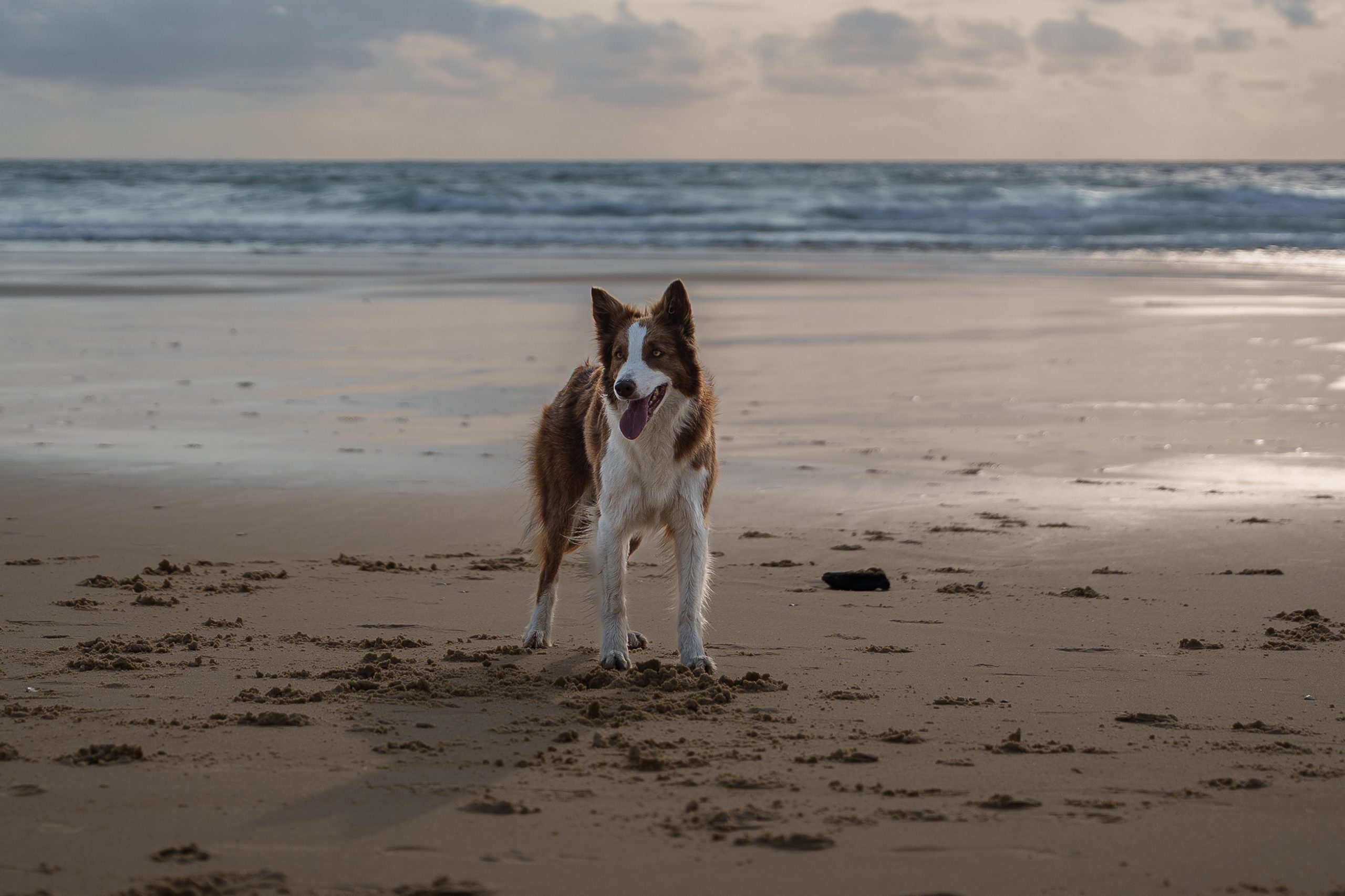 portrait-canin-bord-de-mer-bordeaux