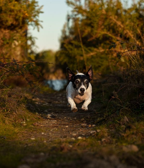 chien-en-action-course-bord-eau