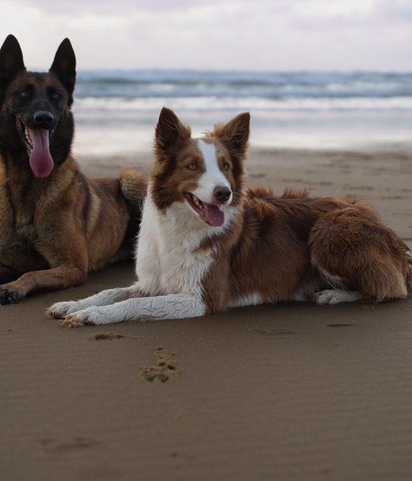 chiens-plage-ocean-atlantique